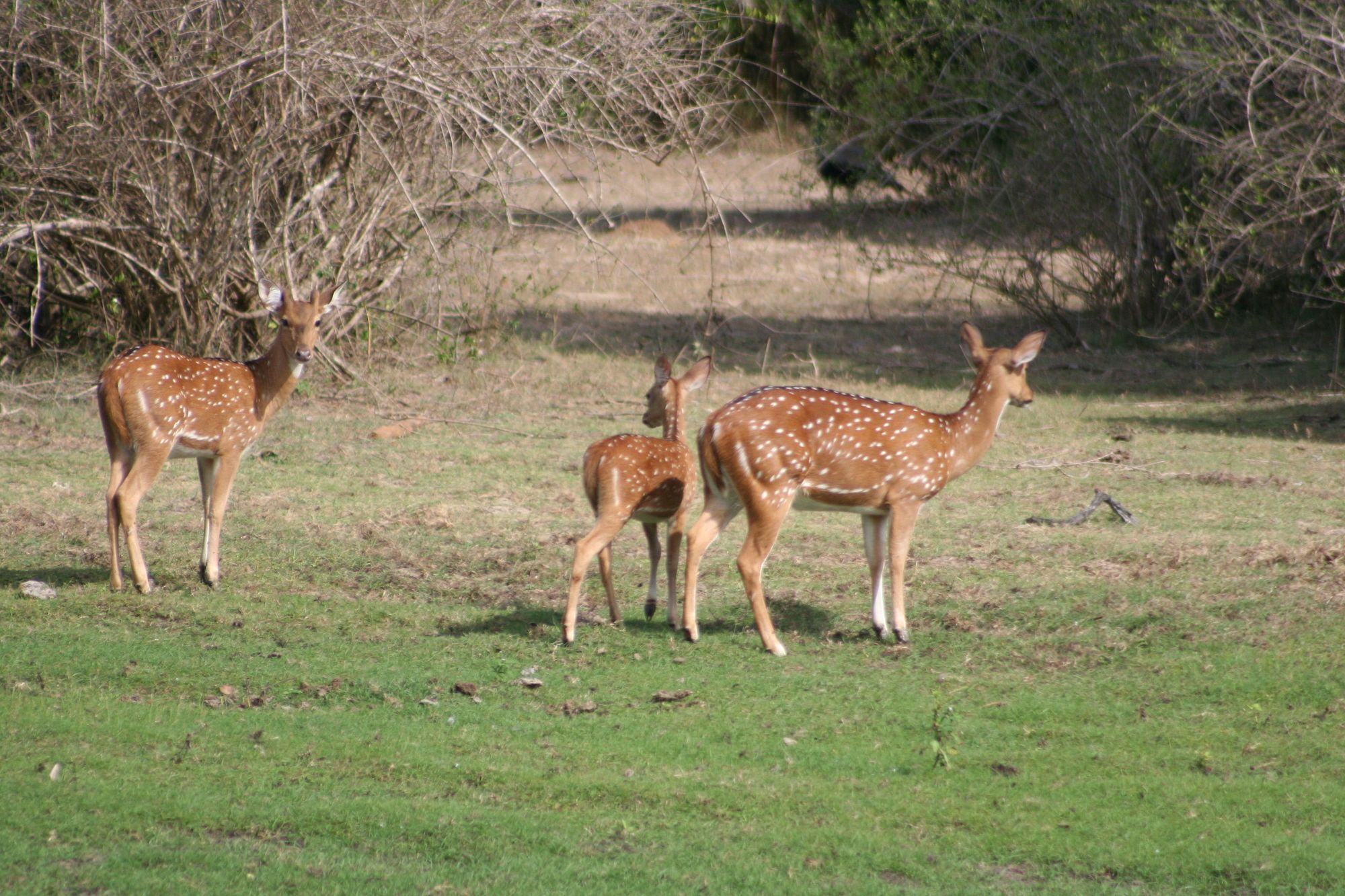 Mahoora Tented Safari Camp Bundala Hambantota Buitenkant foto