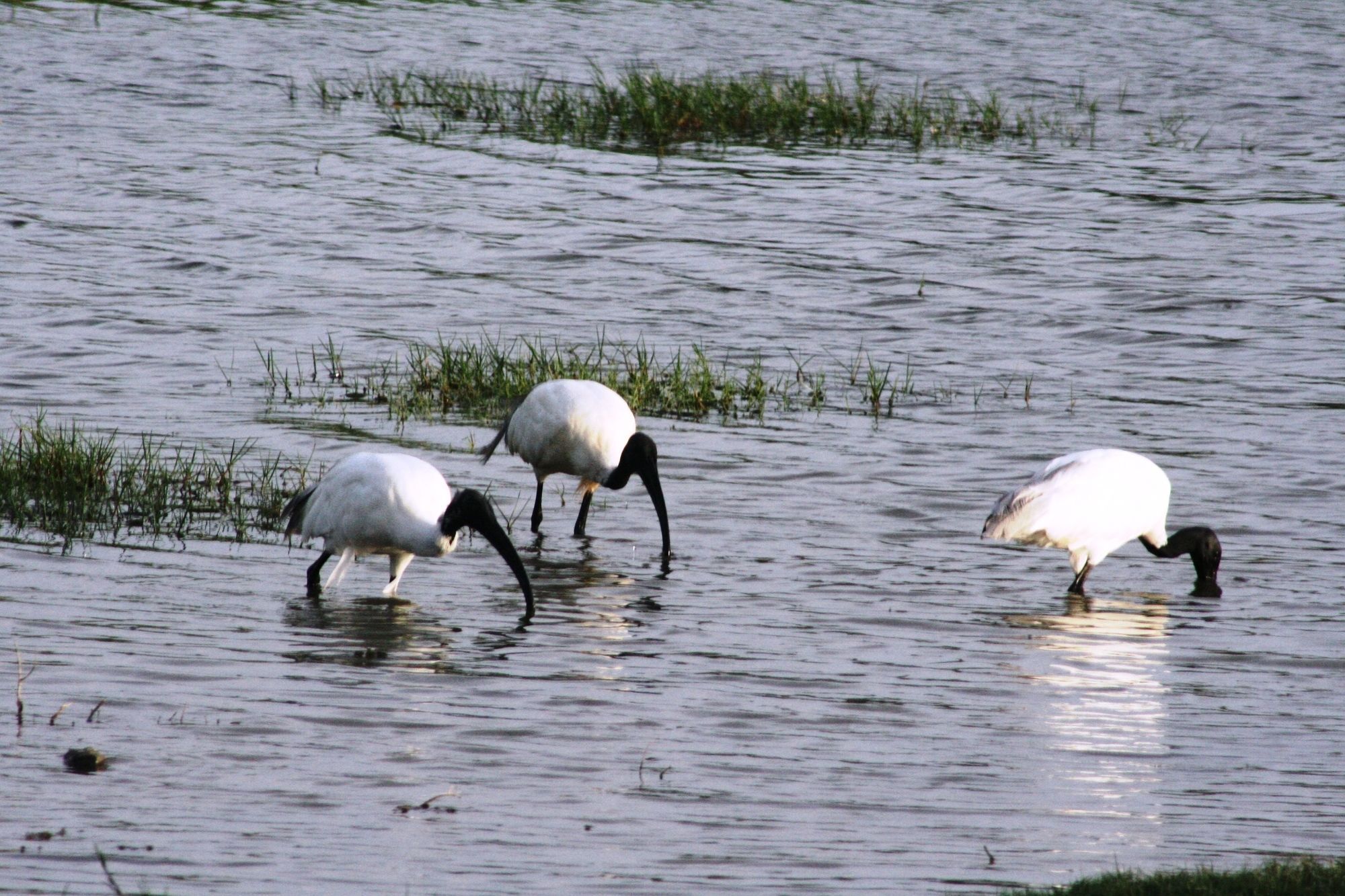 Mahoora Tented Safari Camp Bundala Hambantota Buitenkant foto