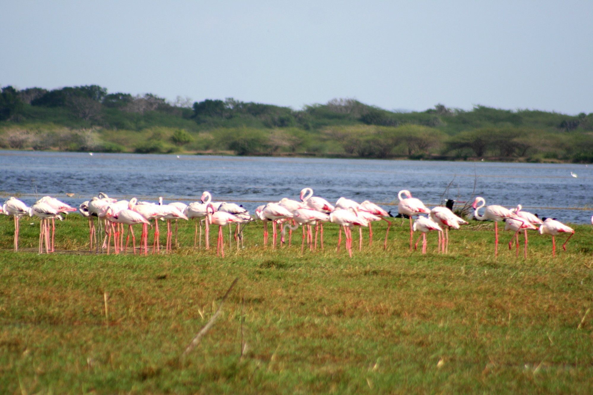 Mahoora Tented Safari Camp Bundala Hambantota Buitenkant foto