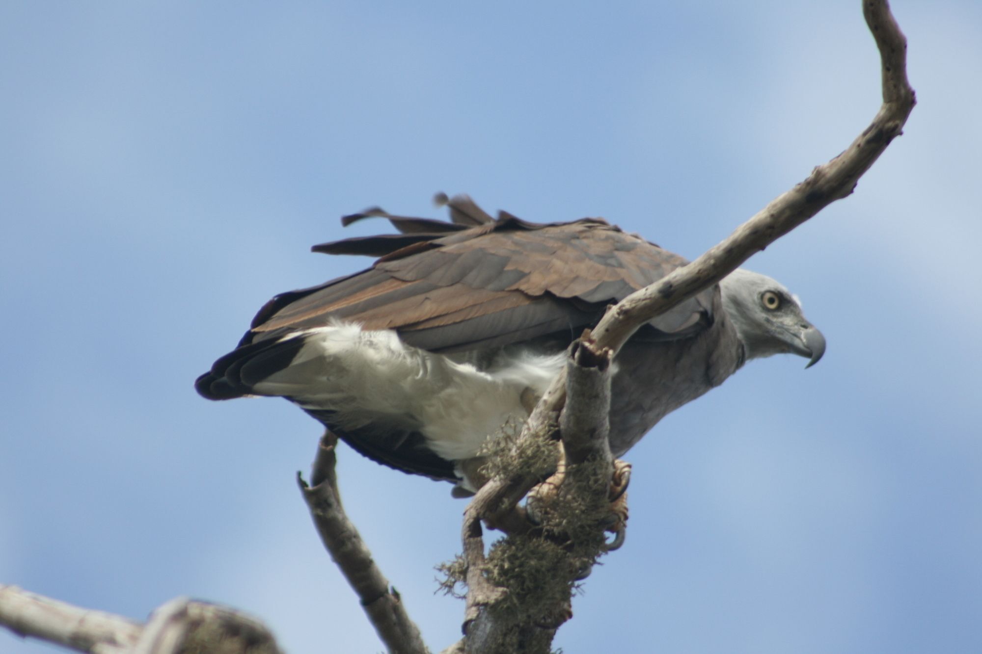 Mahoora Tented Safari Camp Bundala Hambantota Buitenkant foto