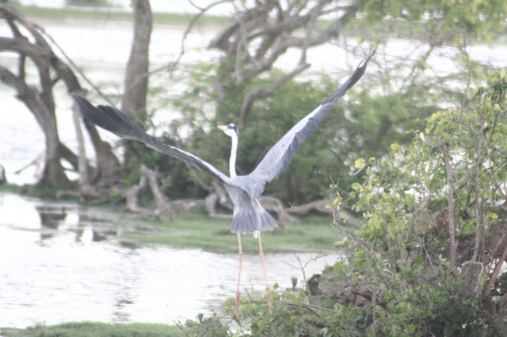 Mahoora Tented Safari Camp Bundala Hambantota Buitenkant foto