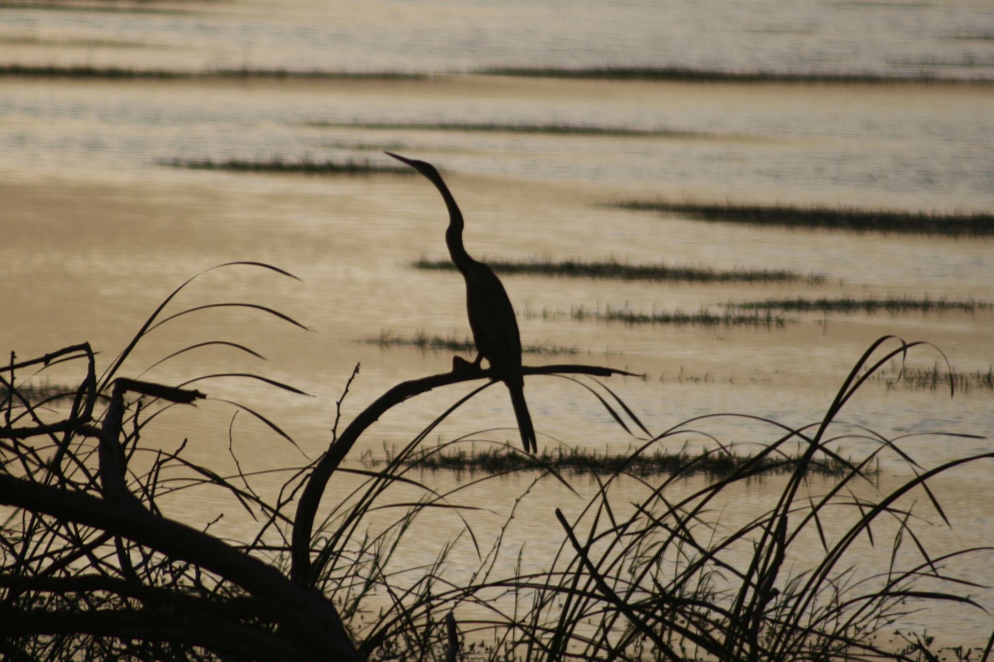 Mahoora Tented Safari Camp Bundala Hambantota Buitenkant foto